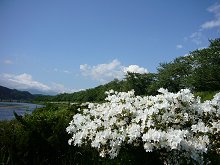 �O�ؓ���̃c�c�W�ƍ�����