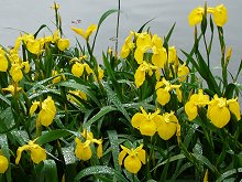 �L�V���E�u