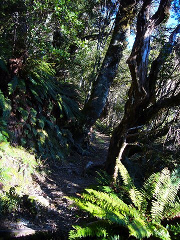 �O�����R�[�E�g���b�N