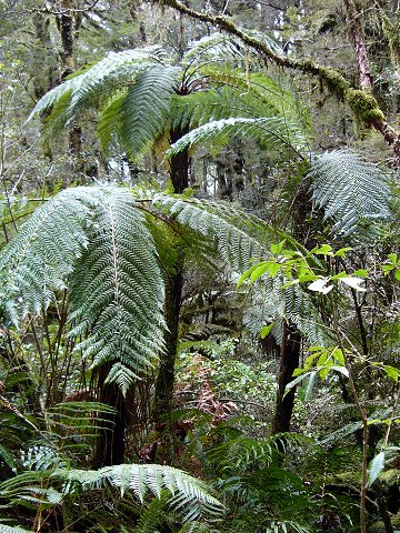 �L���Y���̃V�_