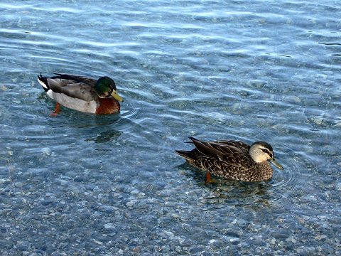 ���J�e�B�v��