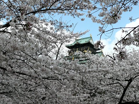 Osaka Castle Cherry Blossoms
